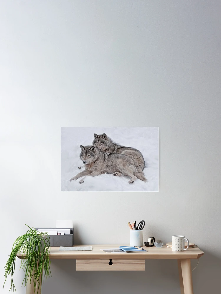 Imagen 2 de 3, Póster con la obra Timber Wolves, diseñada y vendida por WolvesOnly.