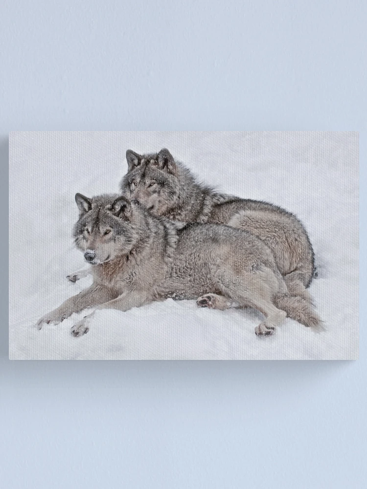 Thumbnail 1 of 3, Canvas Print, Timber Wolves designed and sold by WolvesOnly.