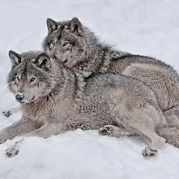 Artwork thumbnail, Timber Wolves by WolvesOnly