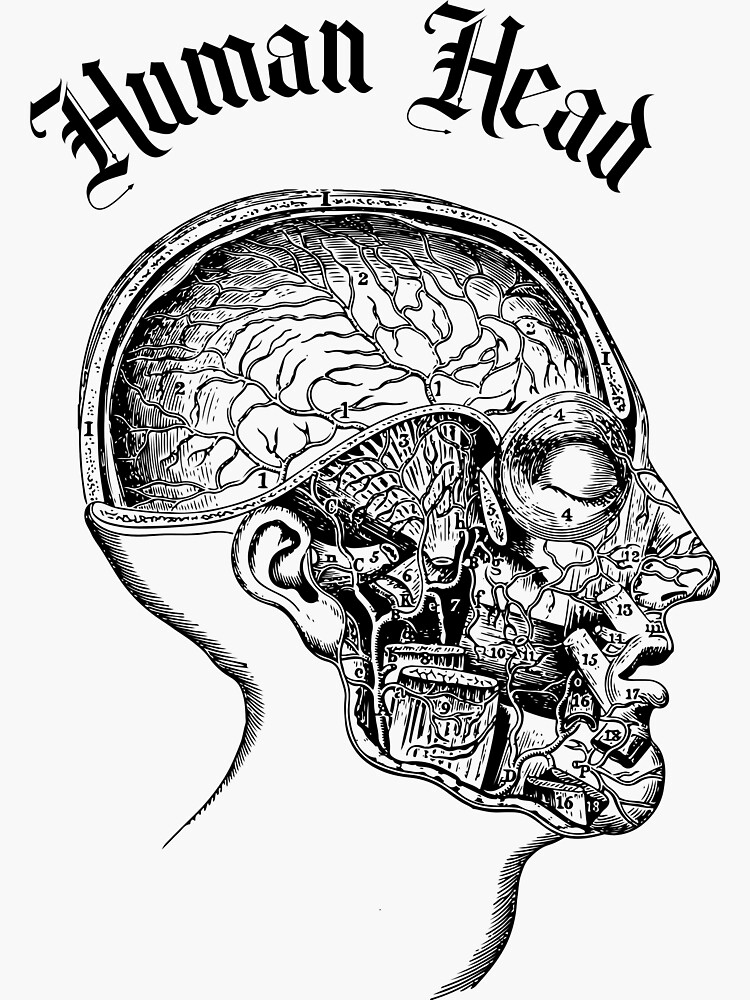 Human head anatomy by ds-4