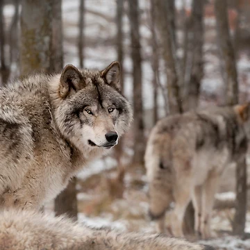 Vorschaubild zum Design Timber Wolf von WolvesOnly