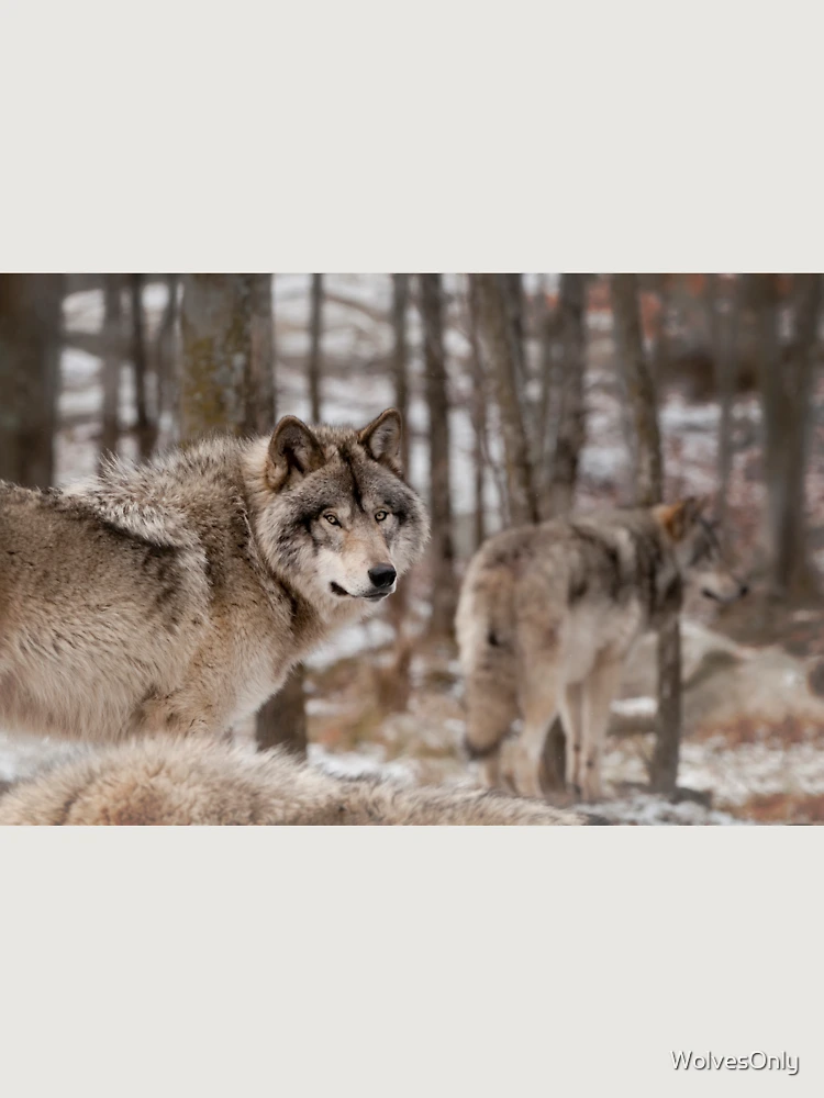 Thumbnail 6 von 6, Premium Oversized Pullover, Timber Wolf designt und verkauft von WolvesOnly.