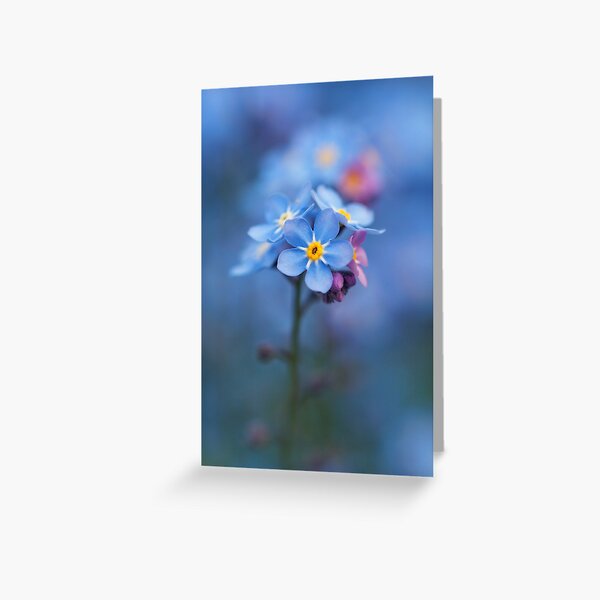 Forget Me Not Greeting Card