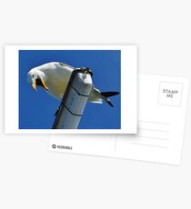 You Talking To Me? Postcards