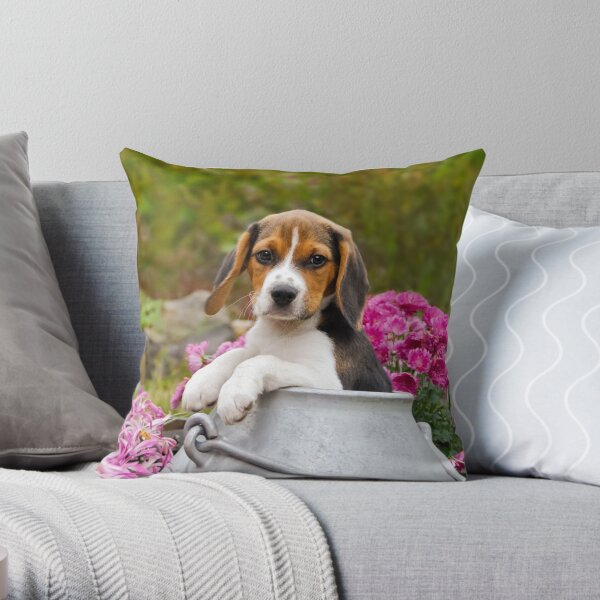 Beagle cushion outlet