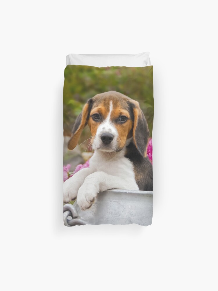 tricolor beagle