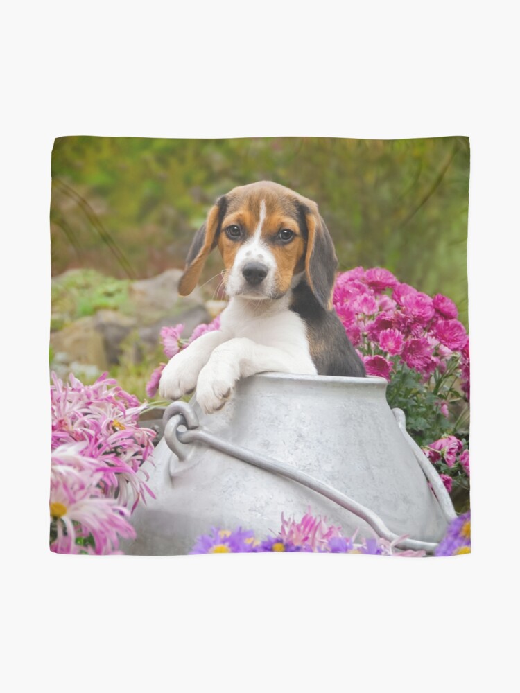 Beagle scarf discount