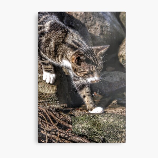 Cat Metal Print