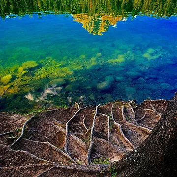 Artwork thumbnail, Reflecting Roots by Barbara Brander