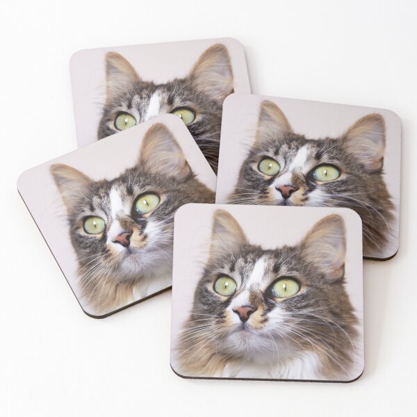 Dare to look into the eyes of the cat Coasters (Set of 4)