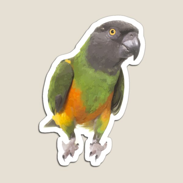 Senegal Parrot Magnet