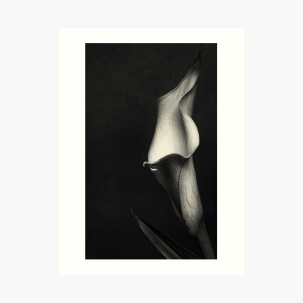 Calla III Art Print