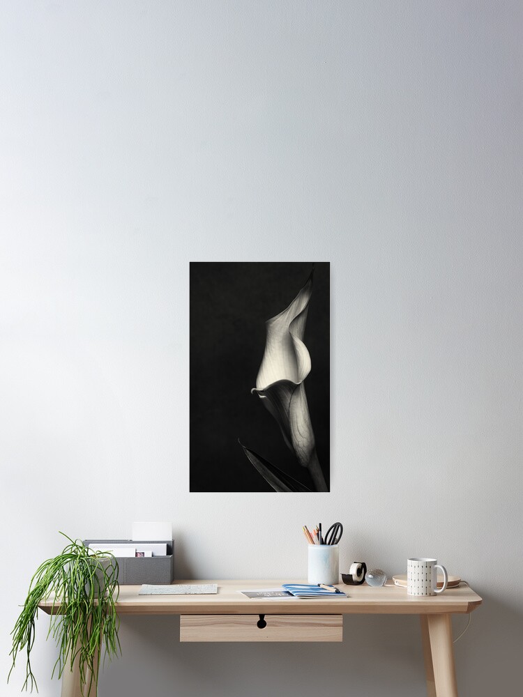 Thumbnail 2 of 3, Poster, Calla III designed and sold by FrankThomas.