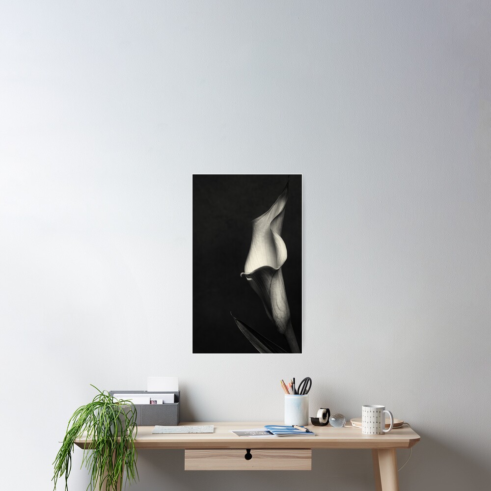 Calla III Poster