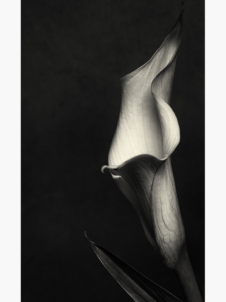 Thumbnail 3 of 3, Poster, Calla III designed and sold by FrankThomas.