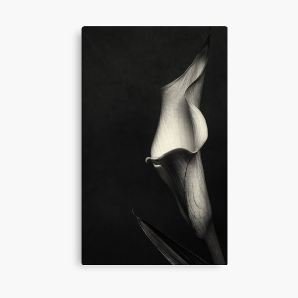 Calla III Canvas Print