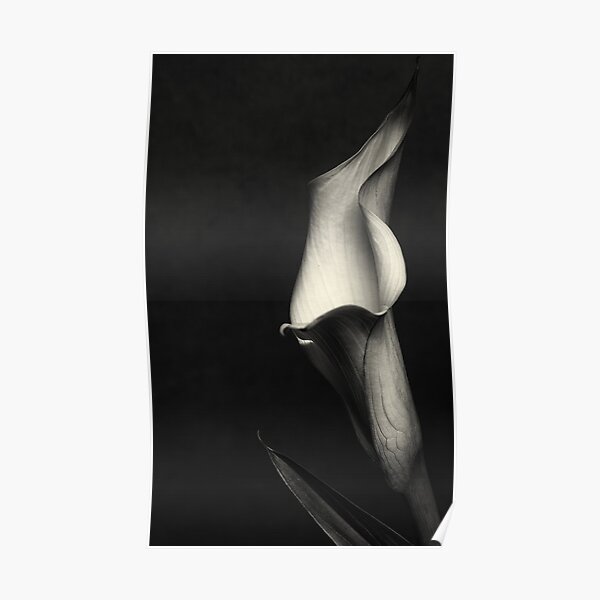 Calla III Poster