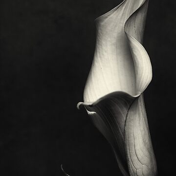 Artwork thumbnail, Calla III by FrankThomas
