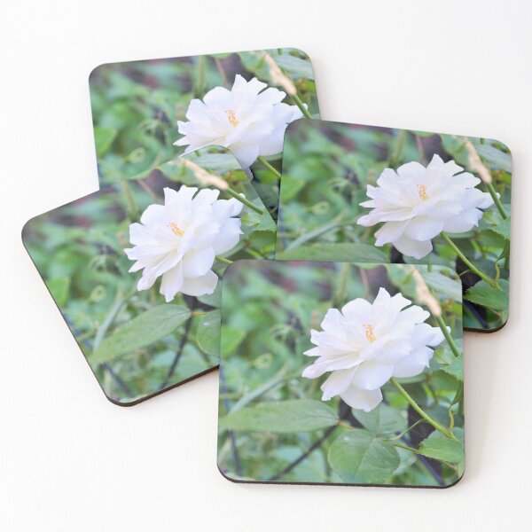 Aperçu de l'œuvre fleur blanche, rose la plus blanche créée et vendue par Fiveladiesart.