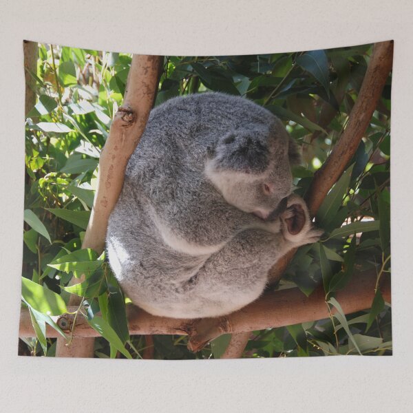 Item preview, KOALA RESTING ON A GUM TREE | Animal Photo designed and sold by PhotoStory.