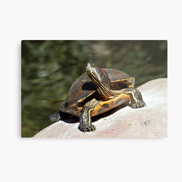 Red-eared Slider Metal Print