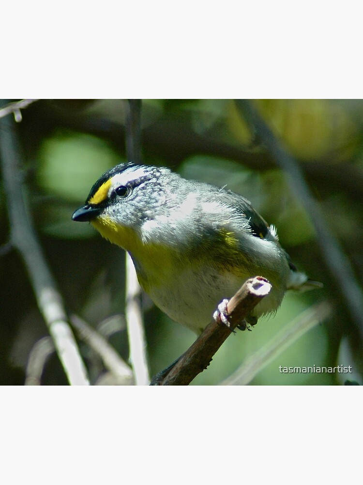 Thumbnail 2 of 2, Postcard, PARDALOTE ~ Striated Pardalote C38awSab by David Irwin designed and sold by tasmanianartist.