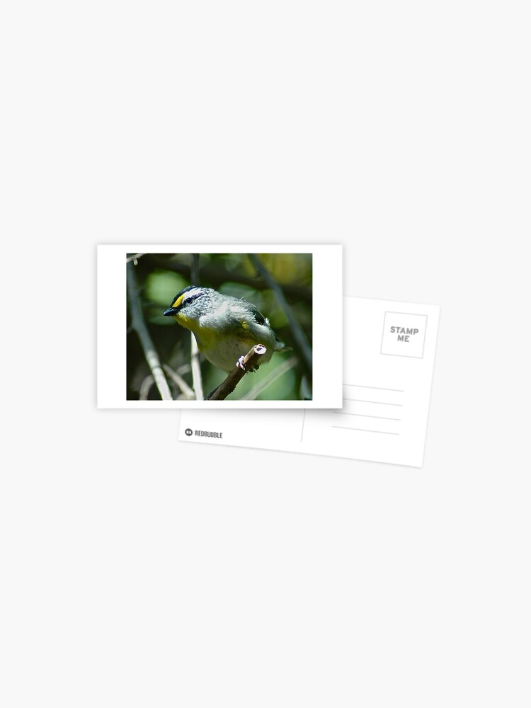 Thumbnail 1 of 2, Postcard, PARDALOTE ~ Striated Pardalote C38awSab by David Irwin designed and sold by tasmanianartist.