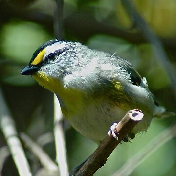 Artwork thumbnail, PARDALOTE ~ Striated Pardalote C38awSab by David Irwin by tasmanianartist