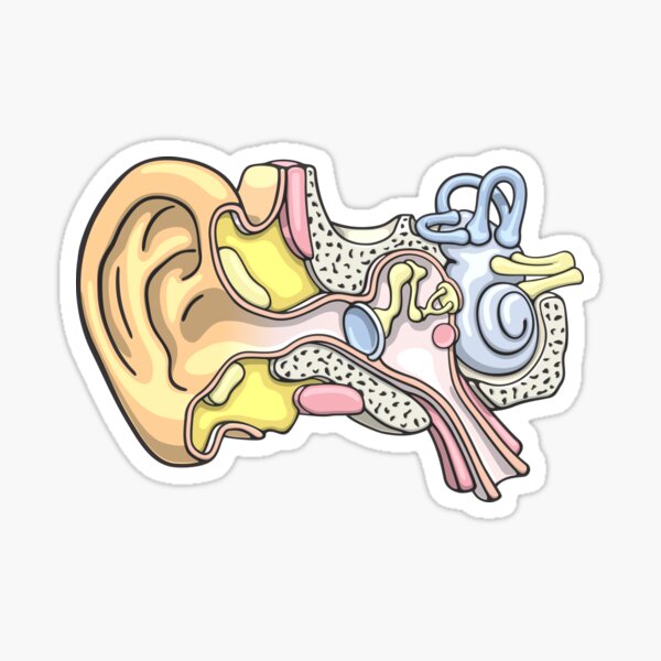 Human Inner Ear Anatomy Illustration Sticker