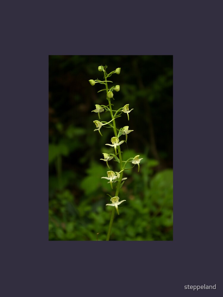 The surprising beauty of Greater Butterfly-orchid by steppeland