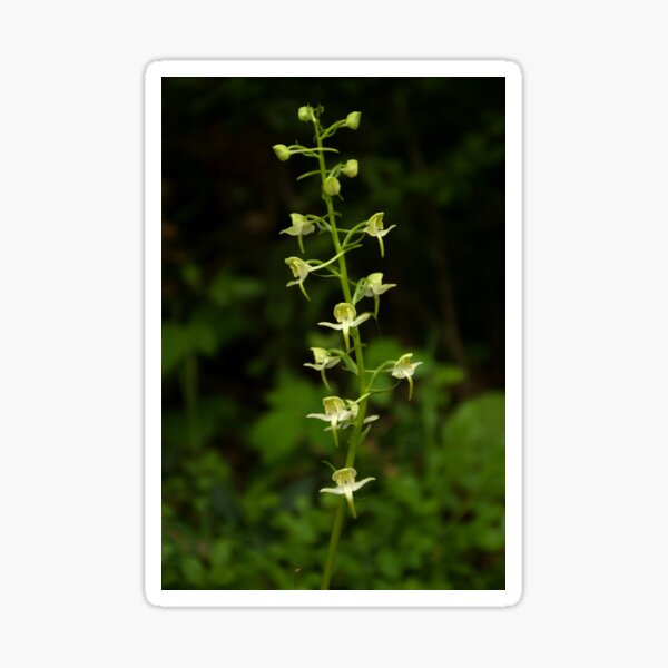 The surprising beauty of Greater Butterfly-orchid Sticker