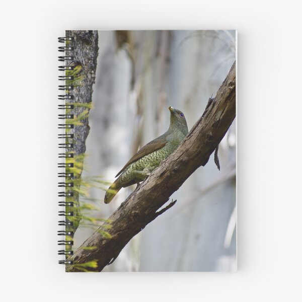 Item preview, The Female Bowerbird designed and sold by peterhau.