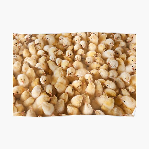 Large Group Of Baby Chicks On Chicken Farm Poster