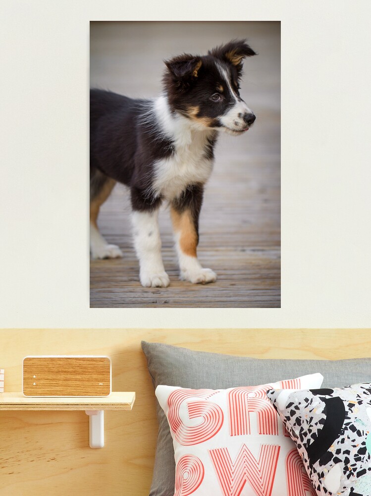 Pillow of DOG.Border collie holding trowel in garden