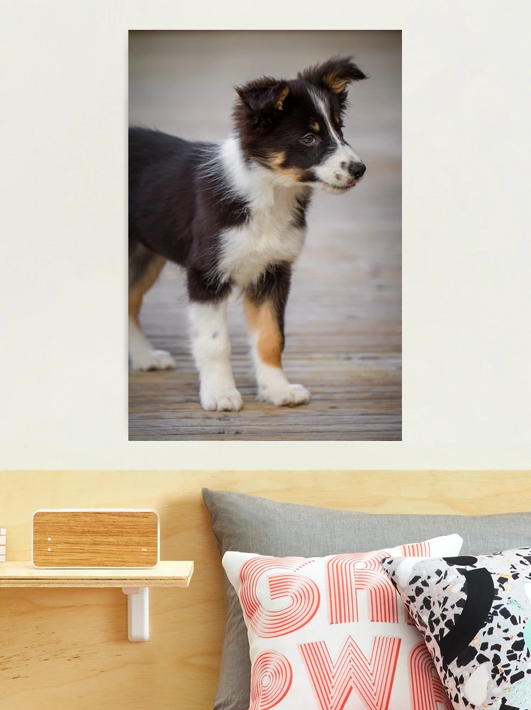 Adorable Border Collie Puppy in Basket With Toys Watercolor Canvas Print  Ready to Hang Multiple Sizes Available 