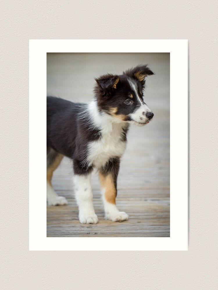 LightningStore Adorable Cute Black and White Border Collie Puppy Dog D