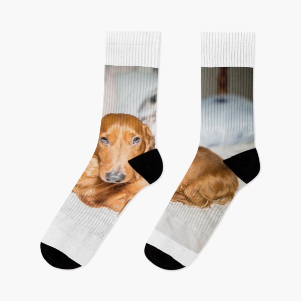 Item preview, Time for sleep - Alfie the Dachshund  designed and sold by susanzentay.