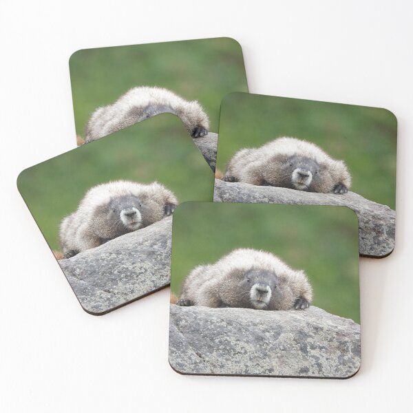 Item preview, Marmot resting on a rock in Mount Rainier National Park designed and sold by SDym Photography.