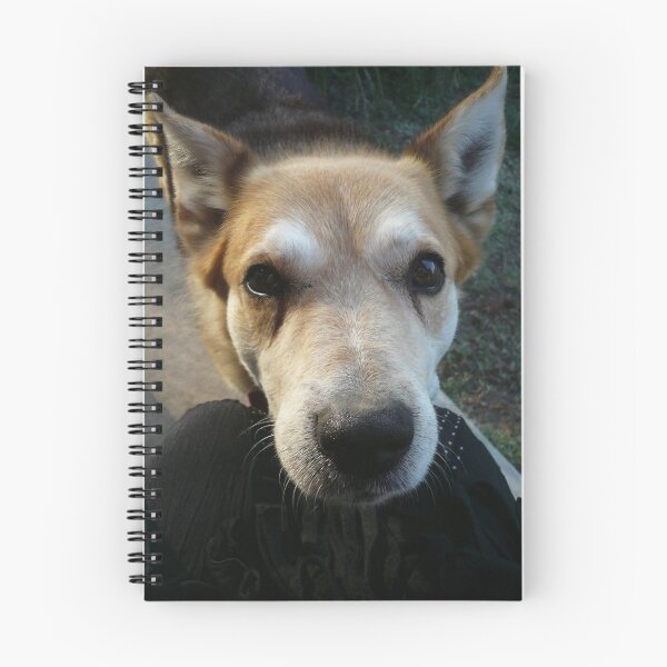 Item preview, Getting Eyeballed by Rex designed and sold by Roz McQuillan Fine Art & Photography.