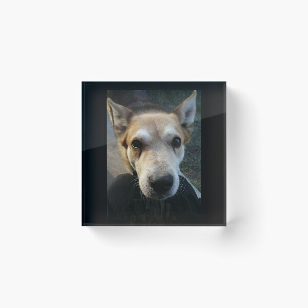Item preview, Getting Eyeballed by Rex designed and sold by Roz McQuillan Fine Art & Photography.
