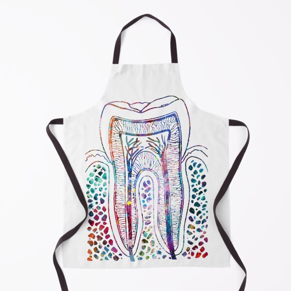Item preview, Human Tooth Structure designed and sold by EvasDreams.