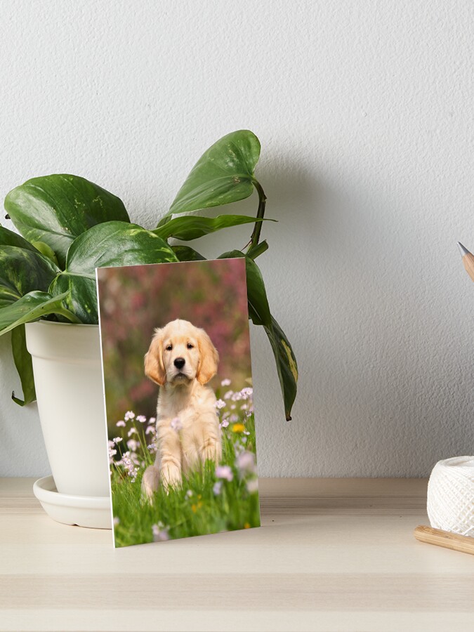 Goldie Puppy | Art Board Print