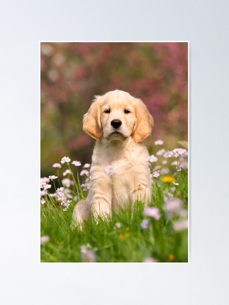 Cute Golden Retriever Puppy print by Katho Menden