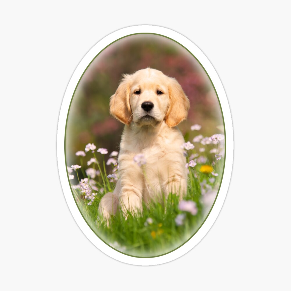 Cute Golden Retriever Puppy print by Katho Menden