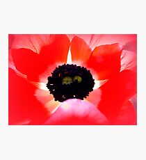 Translucent Photographic Print
