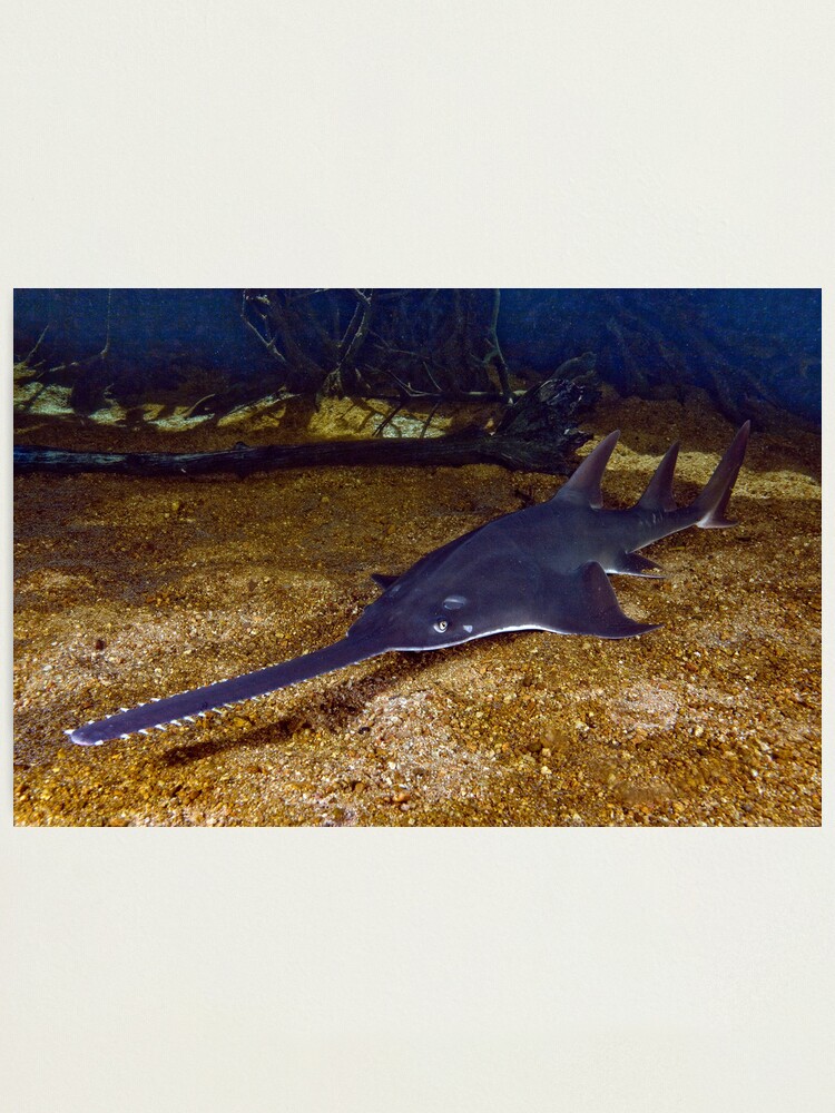 Alternate view of Reef rarity Photographic Print