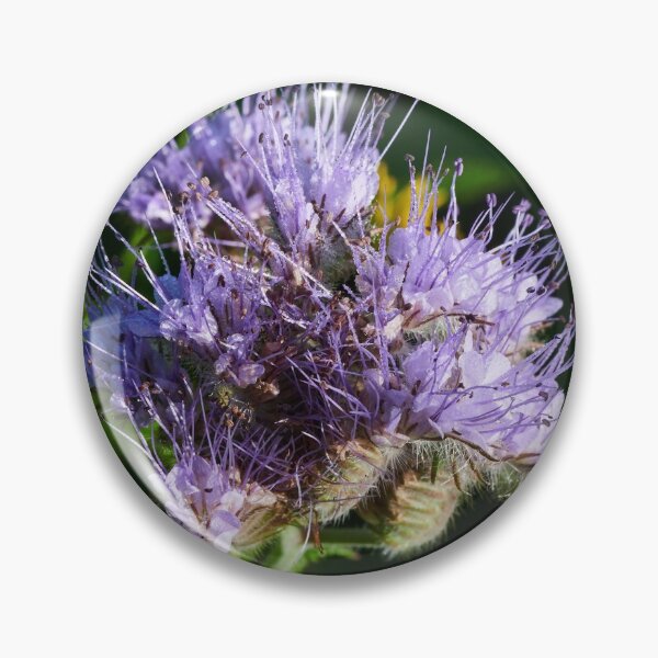 Item preview, Purple tansy close up 4 designed and sold by Jouko Lehto Photography.