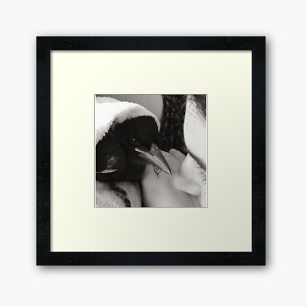 Sweet Baby Magpie Cuddles Framed Art Print