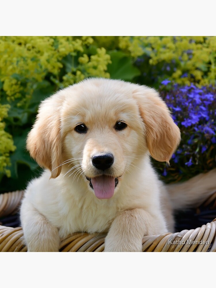 Cute Golden Retriever Puppy print by Katho Menden