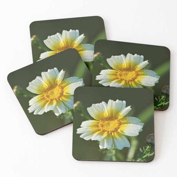 Item preview, Crowndaisy chrysanthemum with a spder 1 designed and sold by Jouko Lehto Photography.